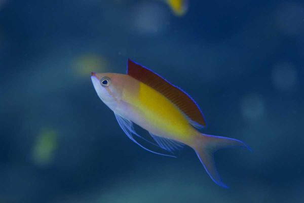 Solomon Islands A displaying male redfin anthias